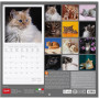 CALENDARIO DA PARETE 2026-CATS CM30X29 LEGAMI
